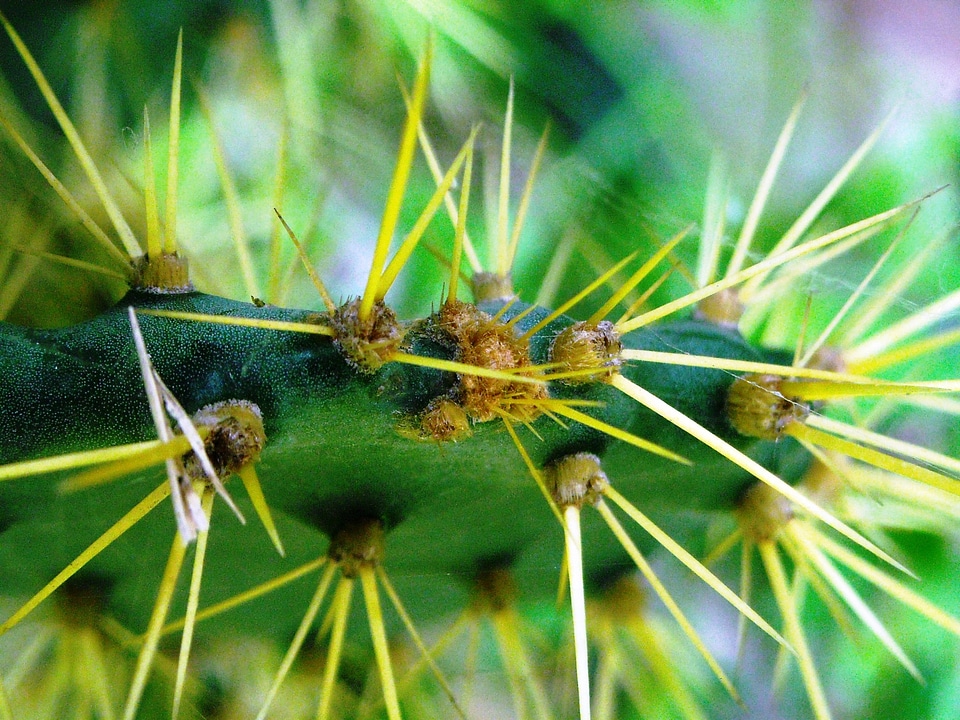 Green yellow plants