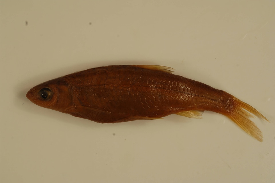 Hybognathus regius-2