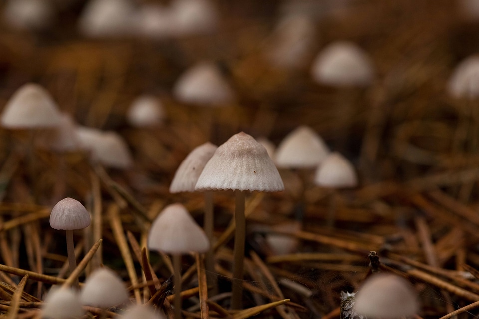 Mycena