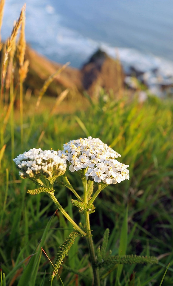Achillea millefolium