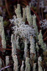 Lichens photo