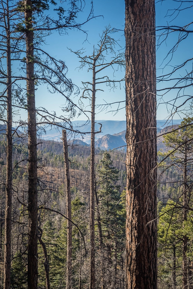 Area of Gila National Forest burned by Whitewater Baldy fire of 2012-1