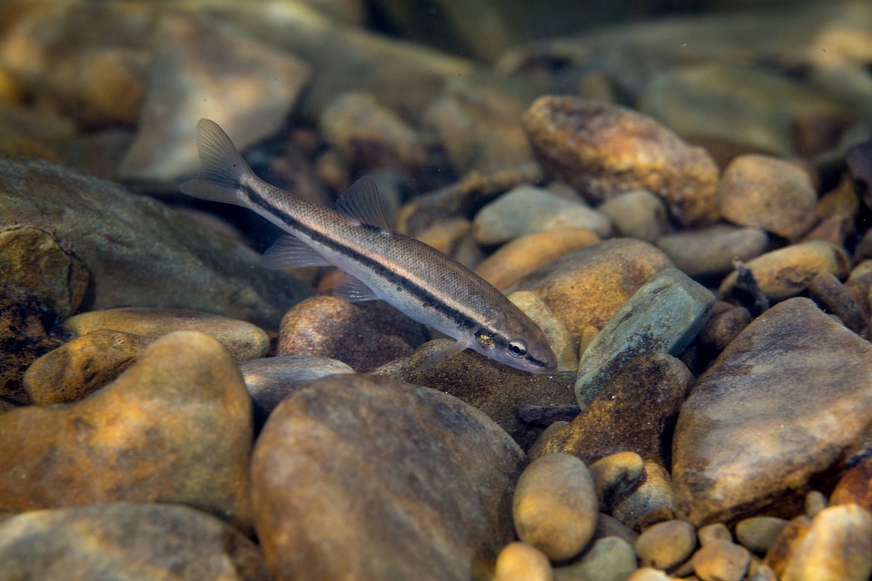 Eastern blacknose dace