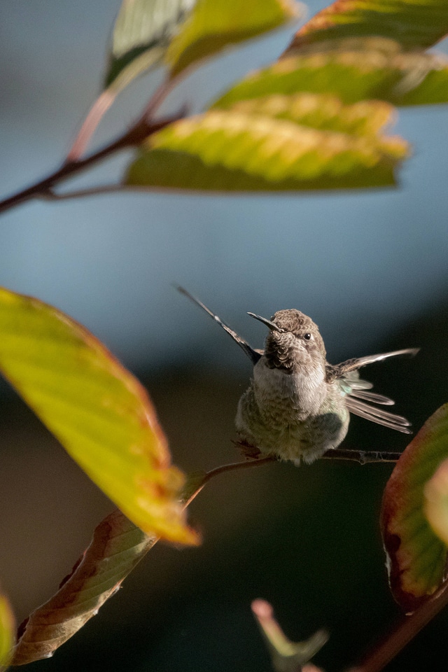 Anna's Hummingbird female