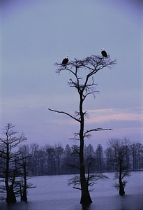 Bald Eagles at Reelfoot National Wildlife Refuge