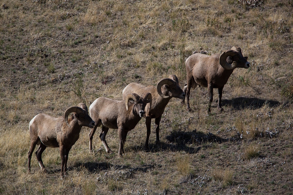 Bachelor group of rams walk a hillside-1