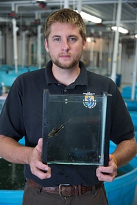 Biologist holds Lake sturgeon in small tank