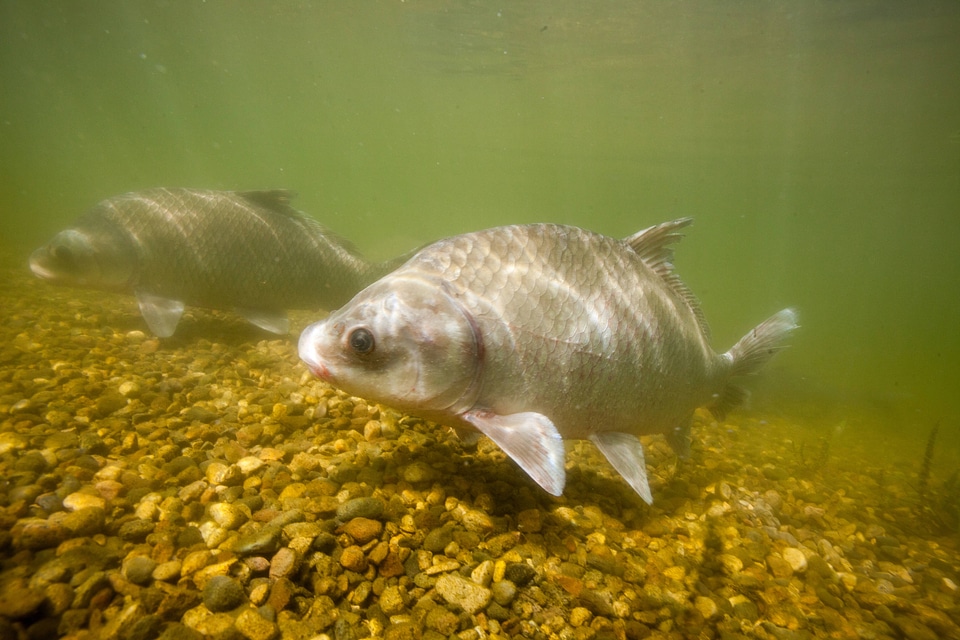 Smallmouth buffalo-2