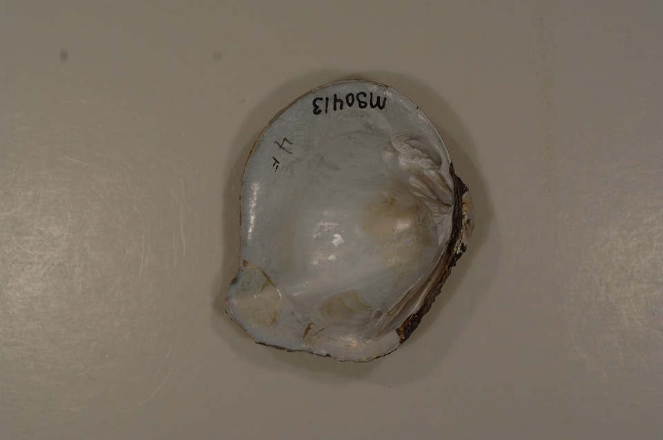 Quadrula apiculata (inside)