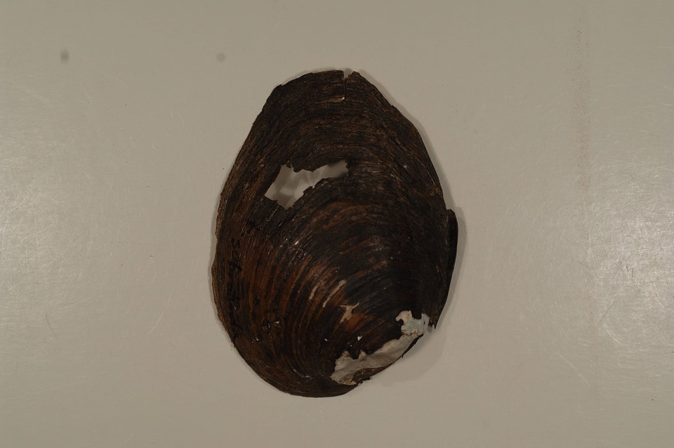 Fusconaia subrotunda(outside)