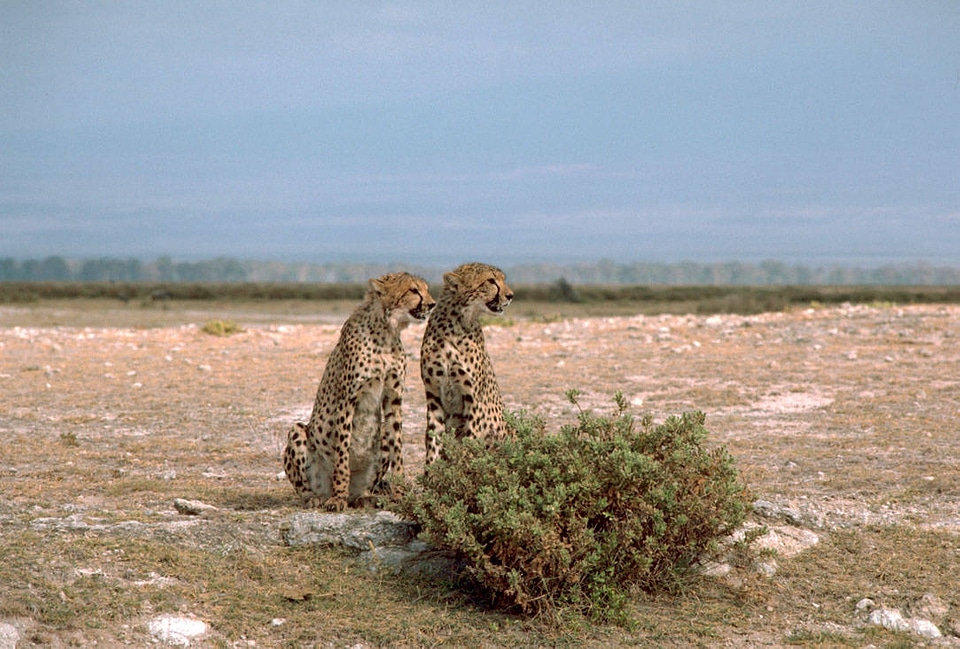 Two cheetahs sitting photo