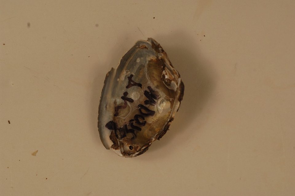 Alasmidonta heterodon (inside)