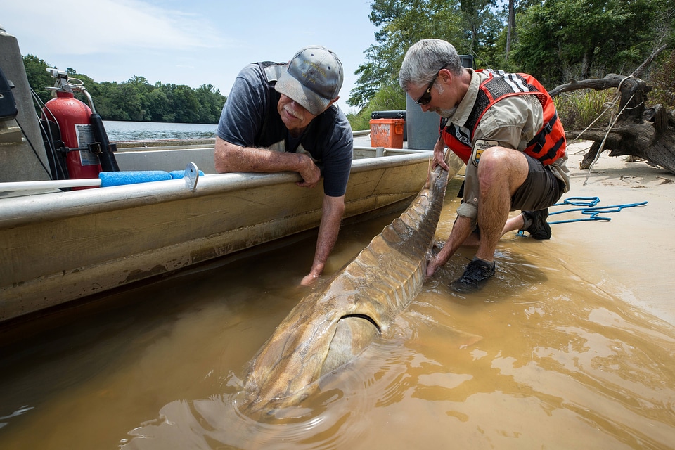 Biologists release a Gulf sturgeon in river