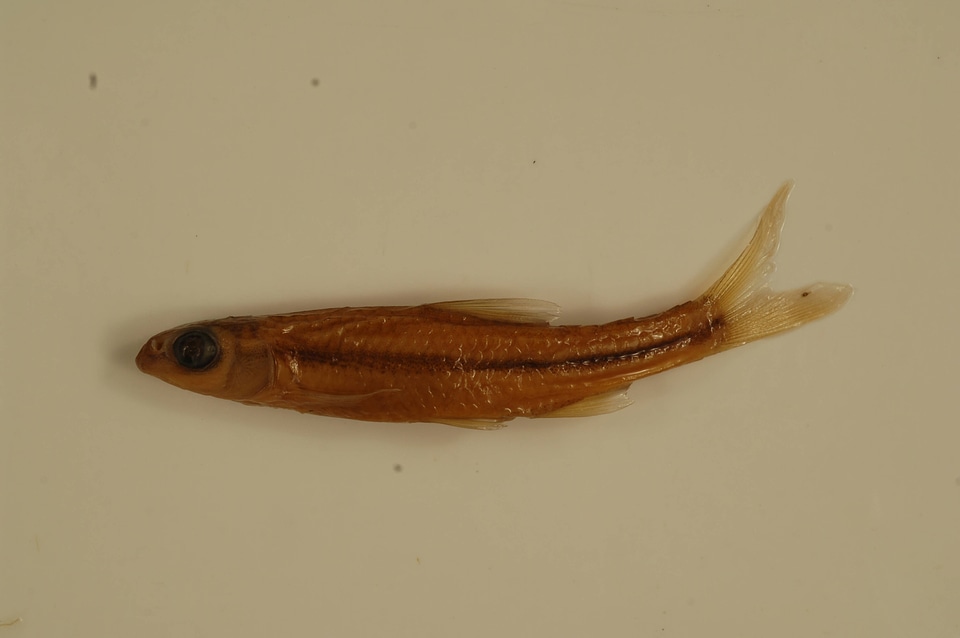 Hybopsis amblops-1