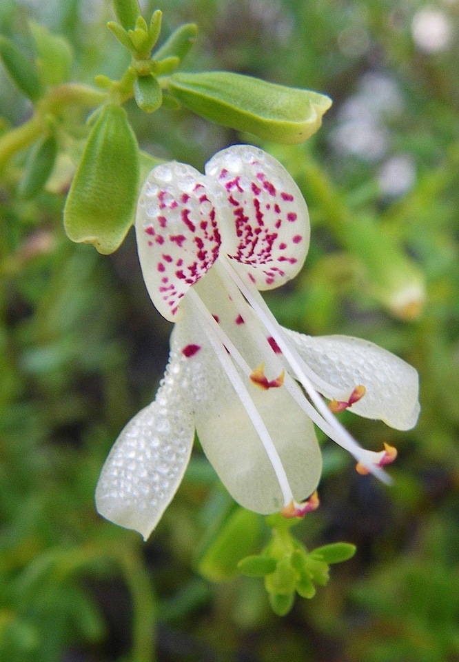 Garrett's mint