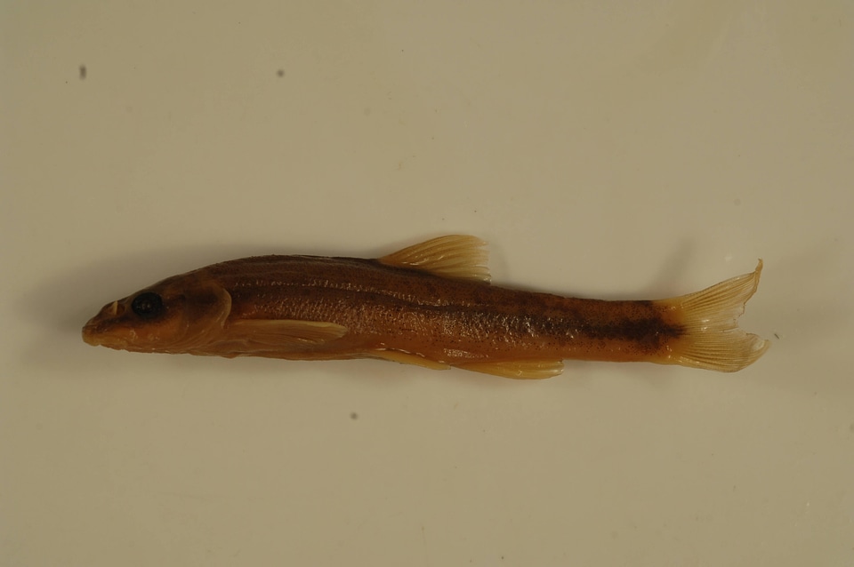 Rhinichthys cataractae