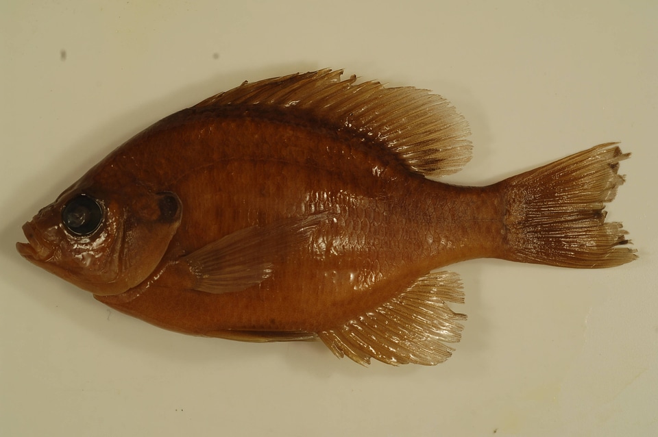 Lepomis macrochirus-1