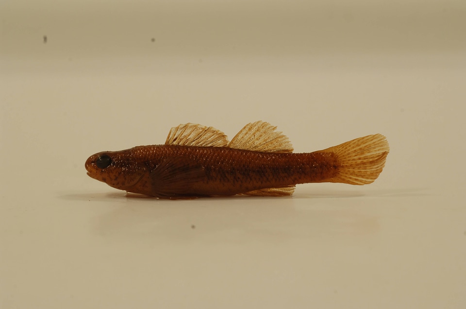Etheostoma fusiforme-1