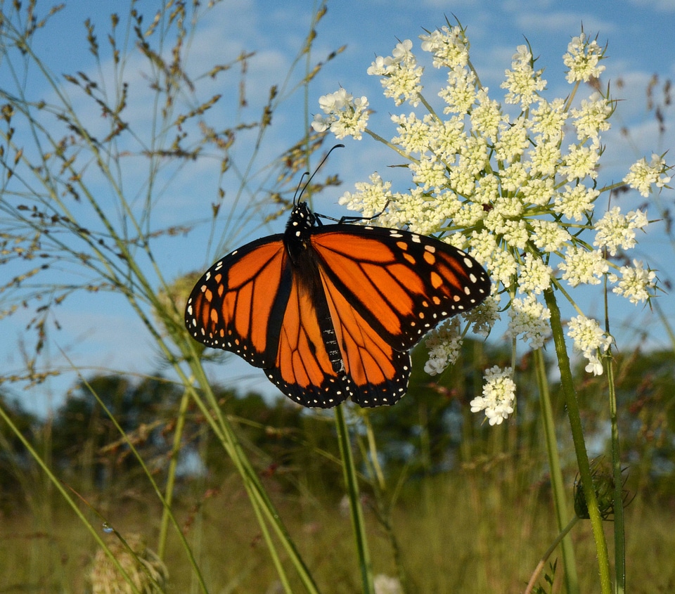 Monarch butterfly on Queen Anne's lace