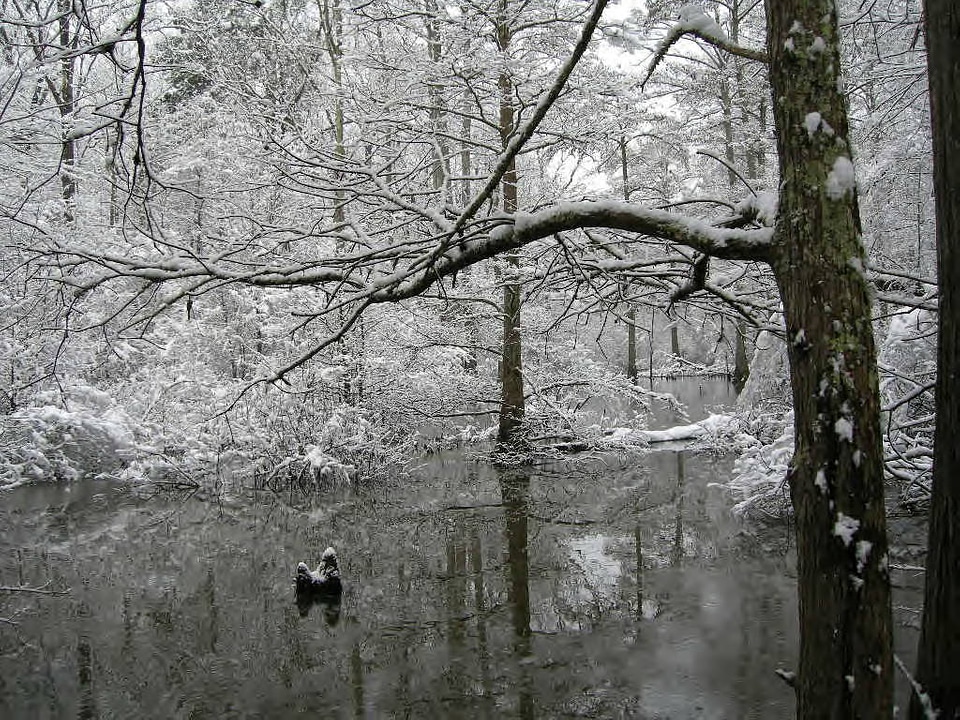 Snow on the Little River National Wildlife Refuge