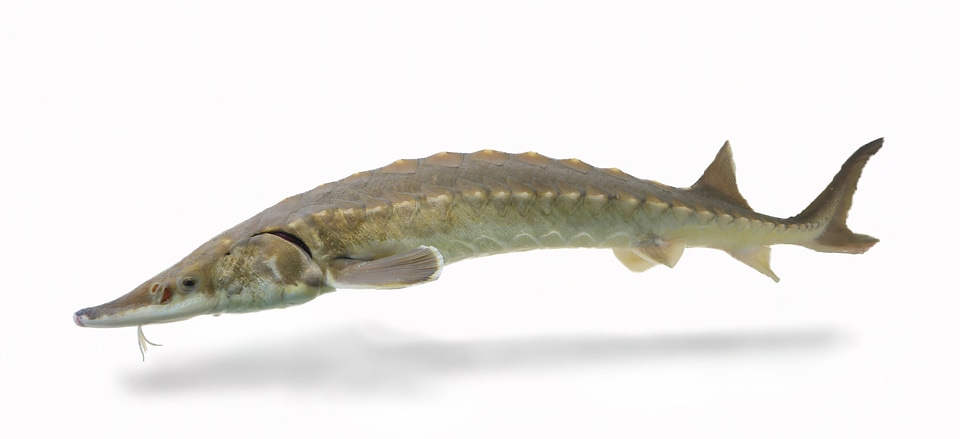 Atlantic sturgeon