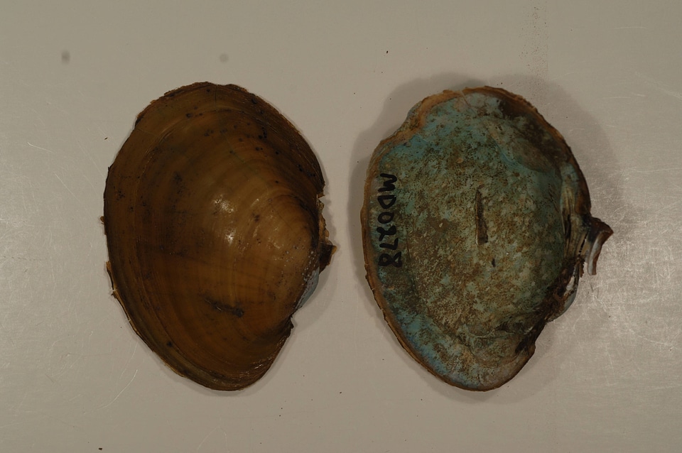 Lampsilis sp.-1