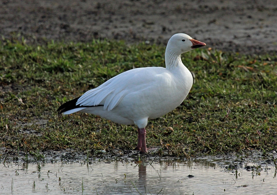 Snow goose, white phase