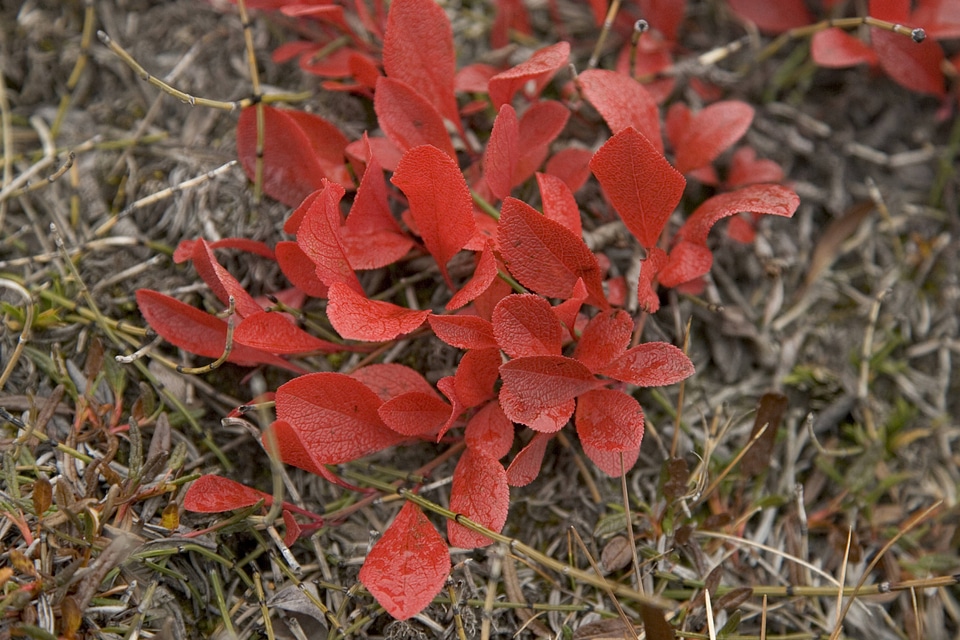 Red bearberry shrub