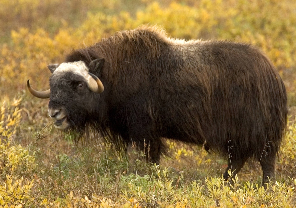Muskox at the Arctic National Wildlife Refuge