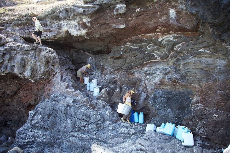 Nihoa MIllerbird Translocation-1