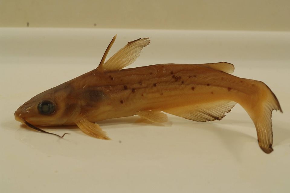 Ictalurus punctatus-2