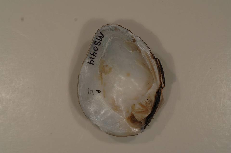 Obliquaria reflexa (inside)-2