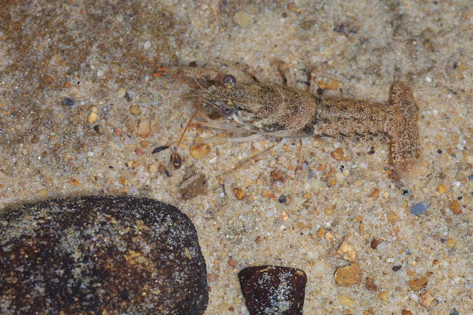 Greenbrier Cave Crayfish