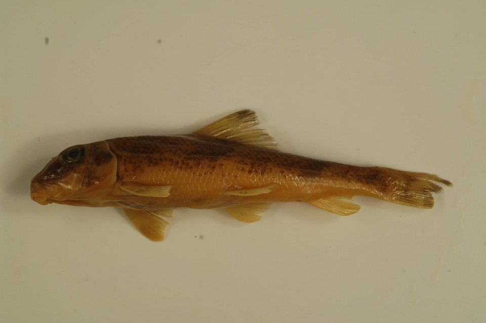 Hypentelium nigricans-3