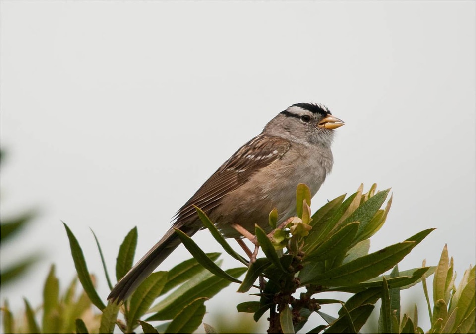 White-crowned sparrow-2