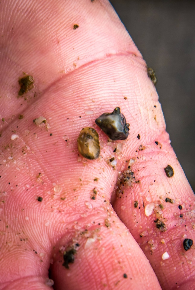 Juvenile mussel