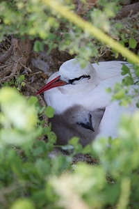 Red-tailed Tropicbird on Nihoa Island