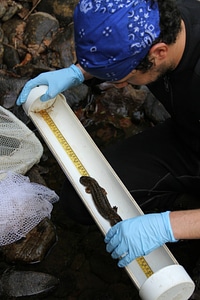 Measuring a hellbender