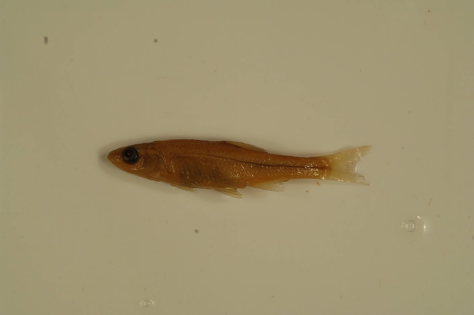 Clinostomus elongatus