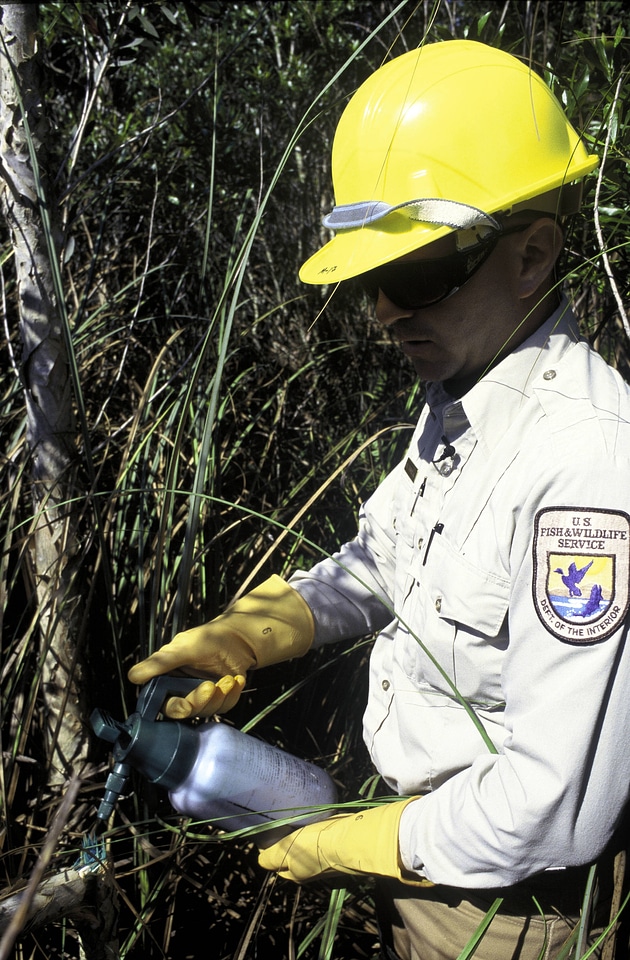 FWS Employee Spraying Melaluka Plant
