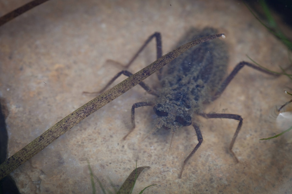 Hine's emerald dragonfly larvae in shallow water photo