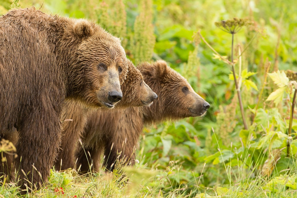 Kodiak brown bear with cubs-2