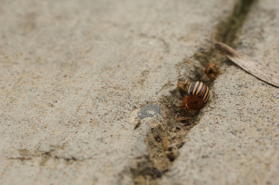 Colorado potato beetle-1