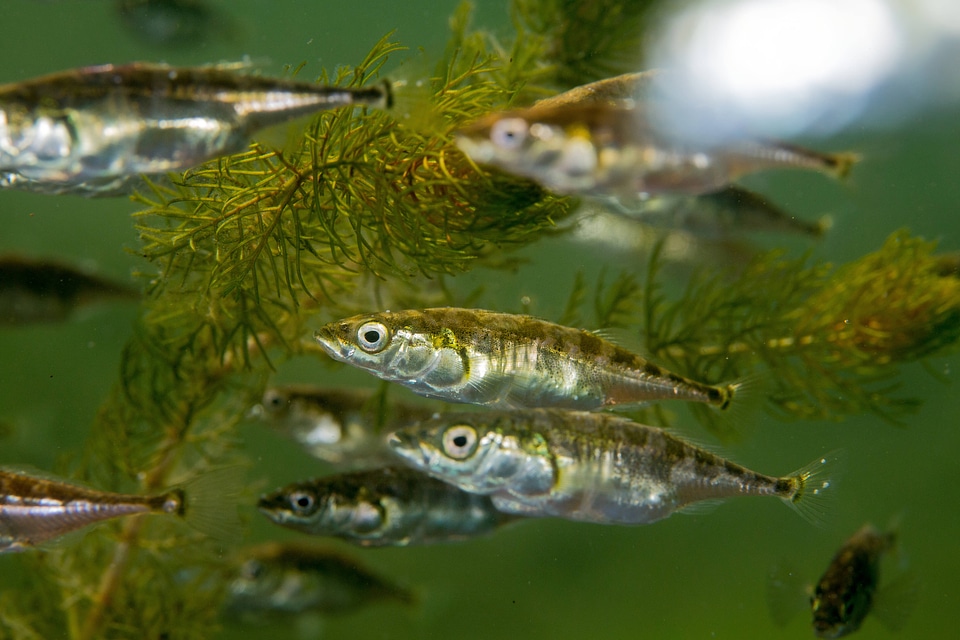 Threespine stickleback-2