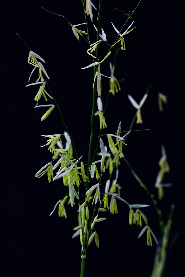 Texas Wild Rice-2