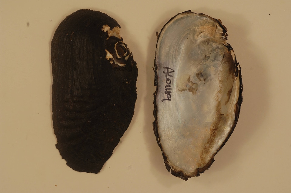 Margaritifera marrianae-1