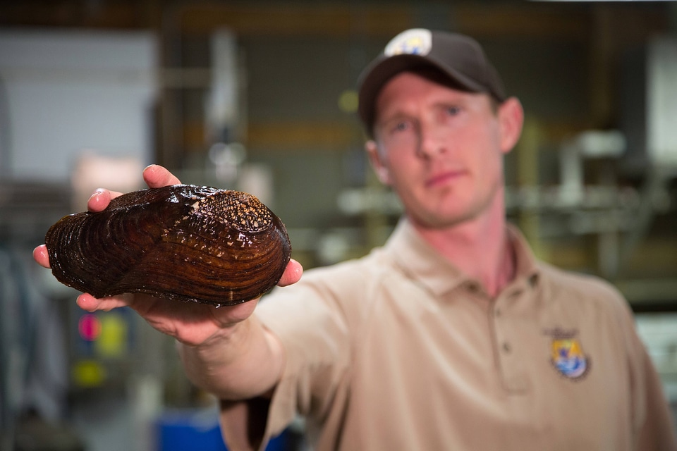 Biologist grows freshwater mussels in hatchery