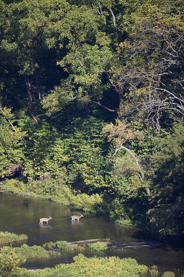 White-tailed deer crossing low part of river