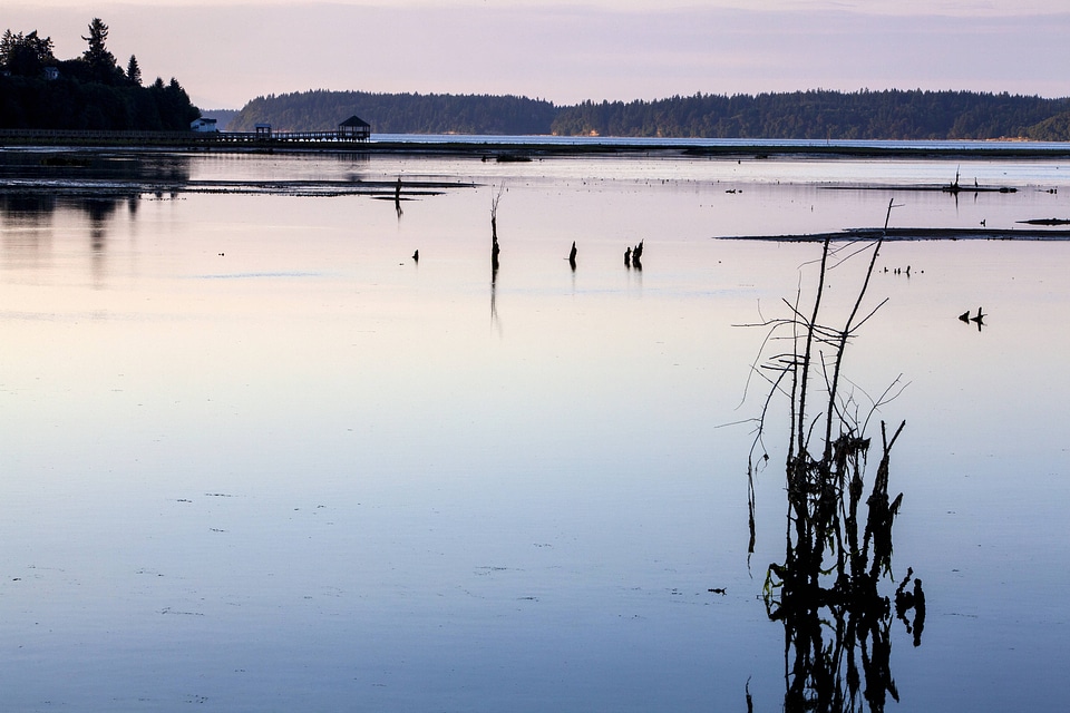 Wetland at Nisqually National Wildlife Refuge