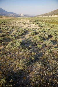 Sierra Nevada high alpine meadow-1 photo